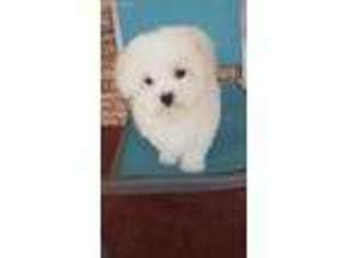 Maltese Puppy for sale in El Reno, OK, USA