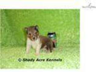 Shetland Sheepdog Puppy for sale in Macon, GA, USA