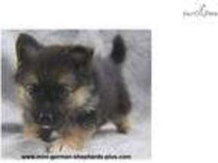 German Shepherd Dog Puppy for sale in Eau Claire, WI, USA