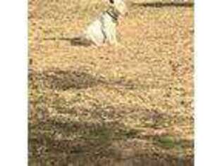 Bull Terrier Puppy for sale in Crane Hill, AL, USA