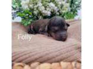 Mutt Puppy for sale in Inman, SC, USA
