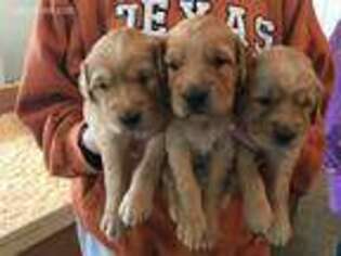 Golden Retriever Puppy for sale in Albany, MN, USA