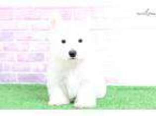 West Highland White Terrier Puppy for sale in Baltimore, MD, USA