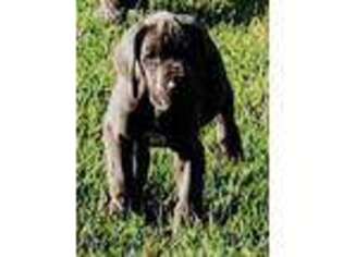 Great Dane Puppy for sale in Springfield, OH, USA