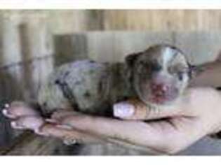 Miniature Australian Shepherd Puppy for sale in Bunnell, FL, USA