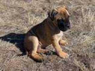 Bullmastiff Puppy for sale in Waco, TX, USA
