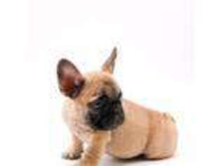 French Bulldog Puppy for sale in Orlando, FL, USA