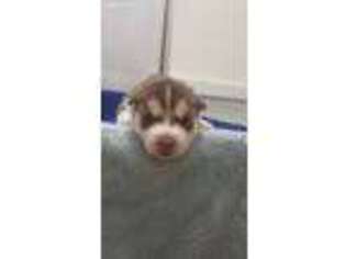 Siberian Husky Puppy for sale in Glens Falls, NY, USA