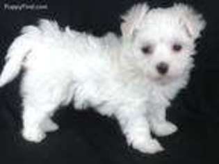 Maltese Puppy for sale in Holmesville, OH, USA