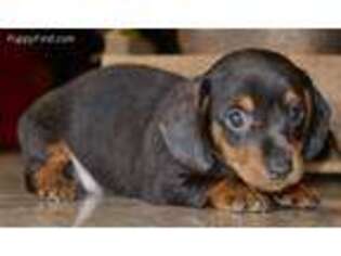 Dachshund Puppy for sale in Anderson, MO, USA