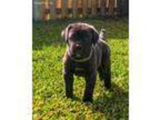 Cane Corso Puppy for sale in Grant, FL, USA