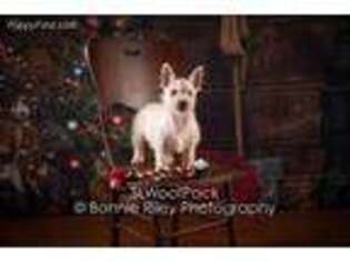 West Highland White Terrier Puppy for sale in Pleasanton, KS, USA