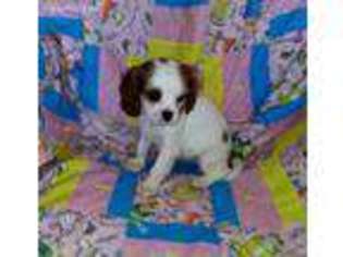 Cavalier King Charles Spaniel Puppy for sale in Midland, TX, USA