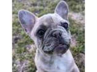 French Bulldog Puppy for sale in Rhome, TX, USA