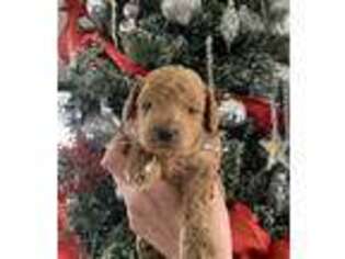 Goldendoodle Puppy for sale in Logan, UT, USA