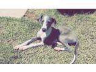 Italian Greyhound Puppy for sale in Anderson, SC, USA
