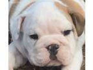 Bulldog Puppy for sale in Bakersfield, MO, USA