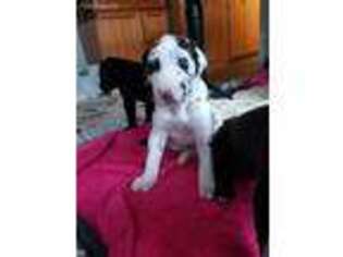 Great Dane Puppy for sale in Willow Spring, NC, USA