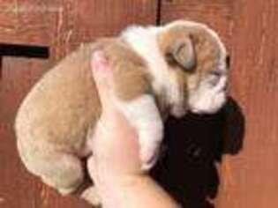 Bulldog Puppy for sale in Beatrice, NE, USA