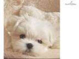 Maltese Puppy for sale in Worcester, MA, USA