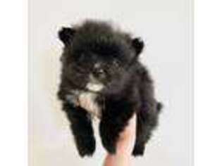 Pomeranian Puppy for sale in Long Beach, CA, USA