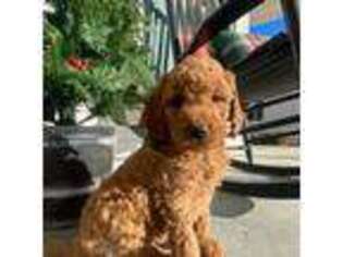 Goldendoodle Puppy for sale in Melber, KY, USA