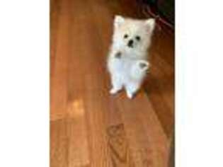 Pomeranian Puppy for sale in Goodman, MO, USA