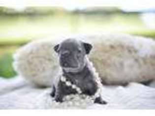 French Bulldog Puppy for sale in Columbus, NC, USA