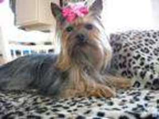 Yorkshire Terrier Puppy for sale in CARMEL, IN, USA