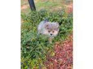 Pomeranian Puppy for sale in Claremont, NC, USA