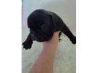 French Bulldog Puppy for sale in Huddleston, VA, USA