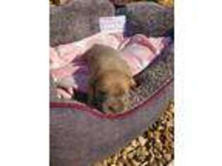 Cane Corso Puppy for sale in Hartshorne, OK, USA