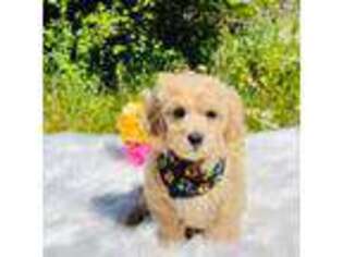 Cavapoo Puppy for sale in Evart, MI, USA