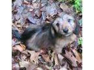 Dachshund Puppy for sale in Joplin, MO, USA