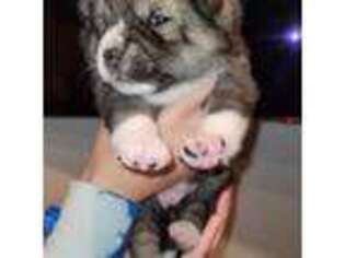 Shiba Inu Puppy for sale in Stewartstown, PA, USA