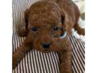 Goldendoodle Puppy for sale in Rainbow City, AL, USA