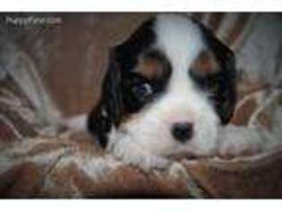 Cavalier King Charles Spaniel Puppy for sale in Columbiana, AL, USA