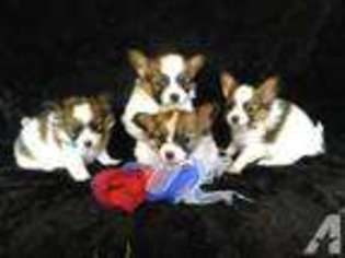 Papillon Puppy for sale in MULBERRY, AR, USA