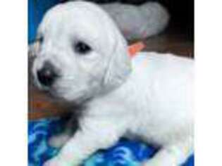 Mutt Puppy for sale in Silver Spring, MD, USA
