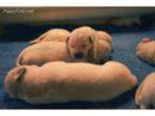 Labrador Retriever Puppy for sale in Jones, OK, USA