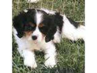 Cavalier King Charles Spaniel Puppy for sale in Merced, CA, USA