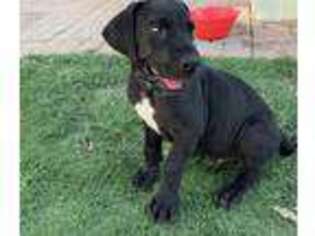 Great Dane Puppy for sale in Abilene, TX, USA