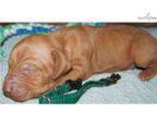 Vizsla Puppy for sale in Victoria, TX, USA