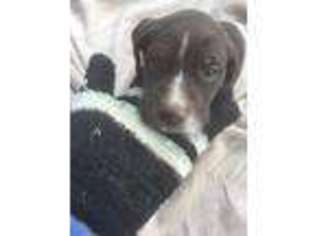 German Shorthaired Pointer Puppy for sale in Montrose, CO, USA