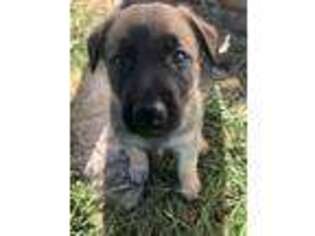 German Shepherd Dog Puppy for sale in Rockford, IL, USA