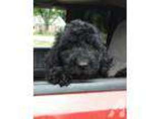 Mutt Puppy for sale in TECUMSEH, MI, USA