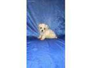Maltese Puppy for sale in Andrews, SC, USA