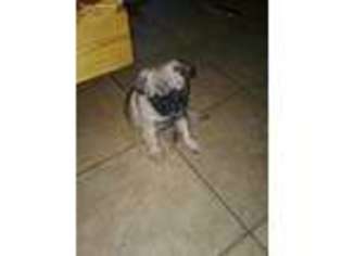 Pug Puppy for sale in Bloomer, WI, USA