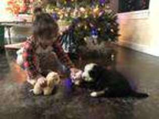 Bernese Mountain Dog Puppy for sale in Mulhall, OK, USA