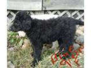 Goldendoodle Puppy for sale in Pine Village, IN, USA